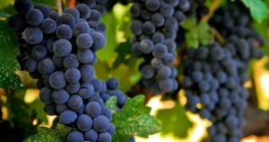 Wine grapes in the Barossa Valley via myLusciousLife.jpg
